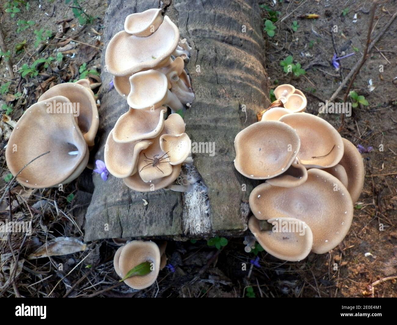 Draufsicht auf eine hellbraune Pilzkolonie auf alt Kokosnussbaum Stamm Stockfoto