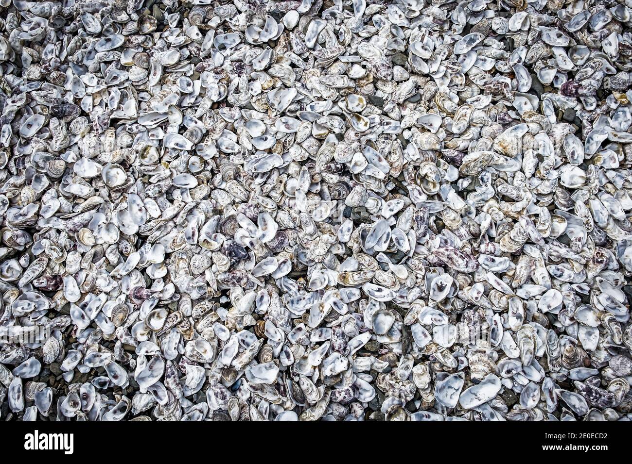 Nahaufnahme der geöffneten Oyster Shells, Cancale Oyster Farm, Bretagne, Frankreich Stockfoto