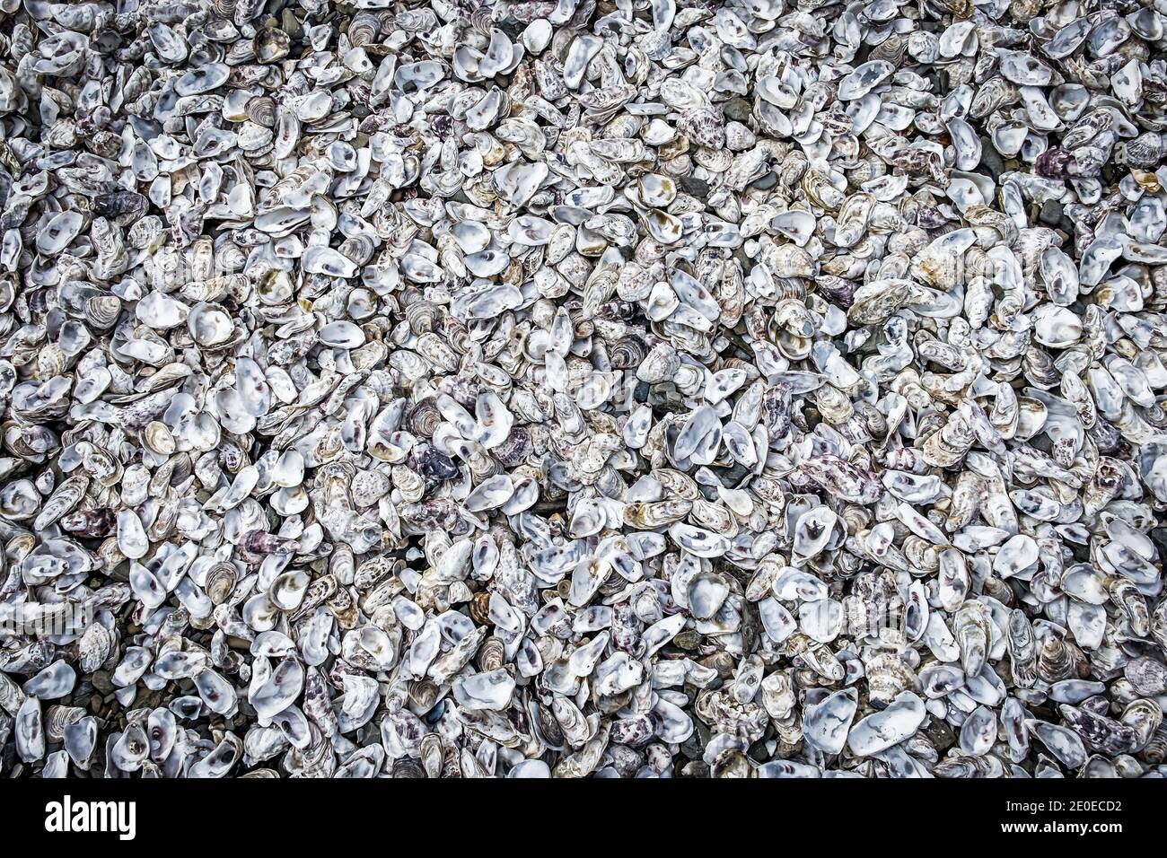 Nahaufnahme von geöffneten Austernschalen auf einer Austernfarm in Cancale, Bretagne, Frankreich Stockfoto
