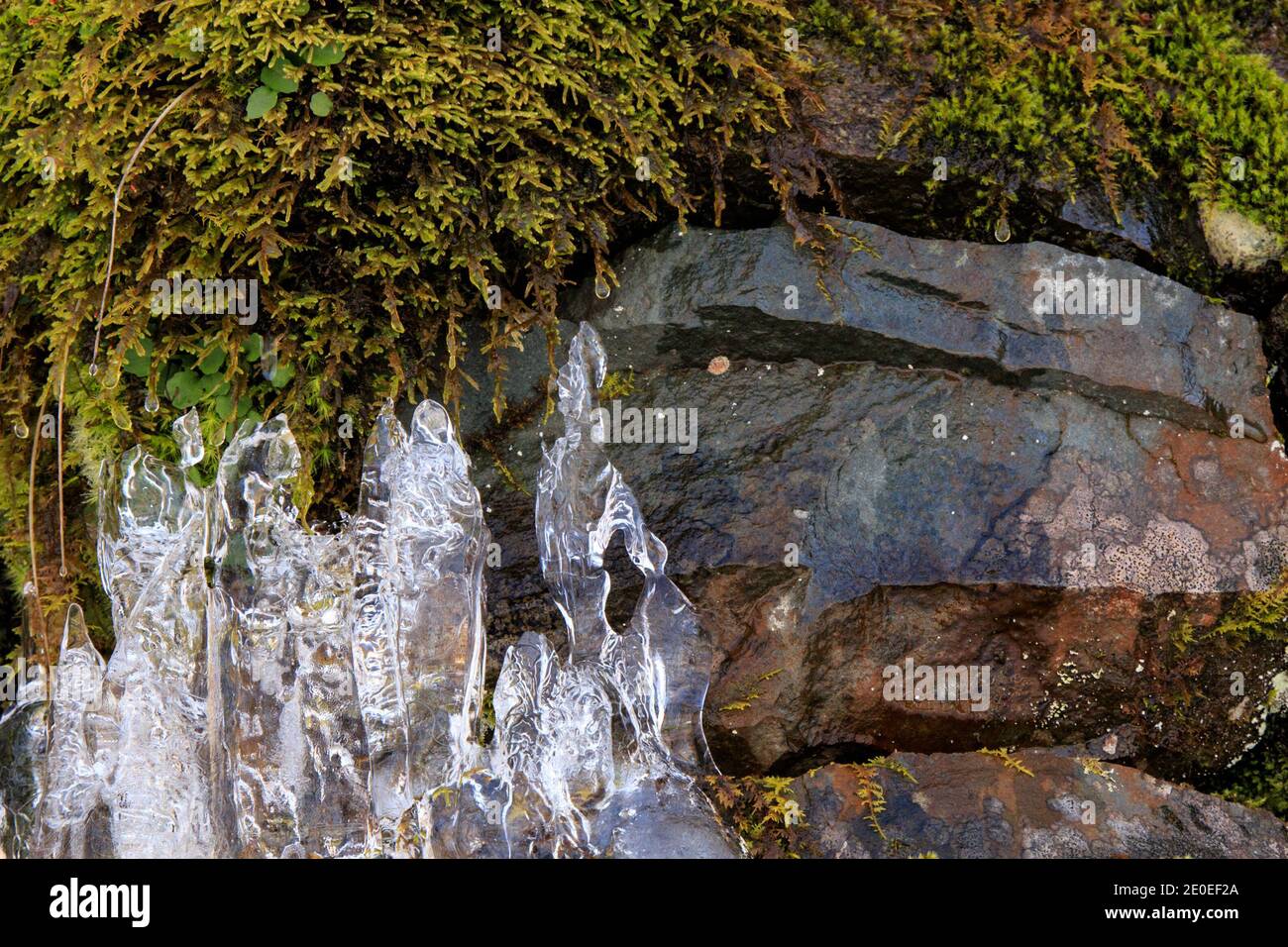 Blue Ridge Parkway – Nahaufnahme von gemusterten Eiszapfen auf Felsen Mit grünem Moos Stockfoto