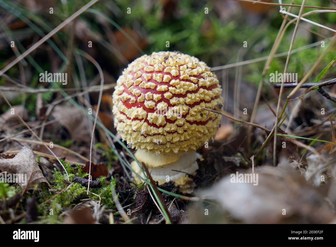 Ein süßer und sehr kleiner Pilz im Wald. Fliegen Sie agarisch mit vielen weißen Punkten Stockfoto