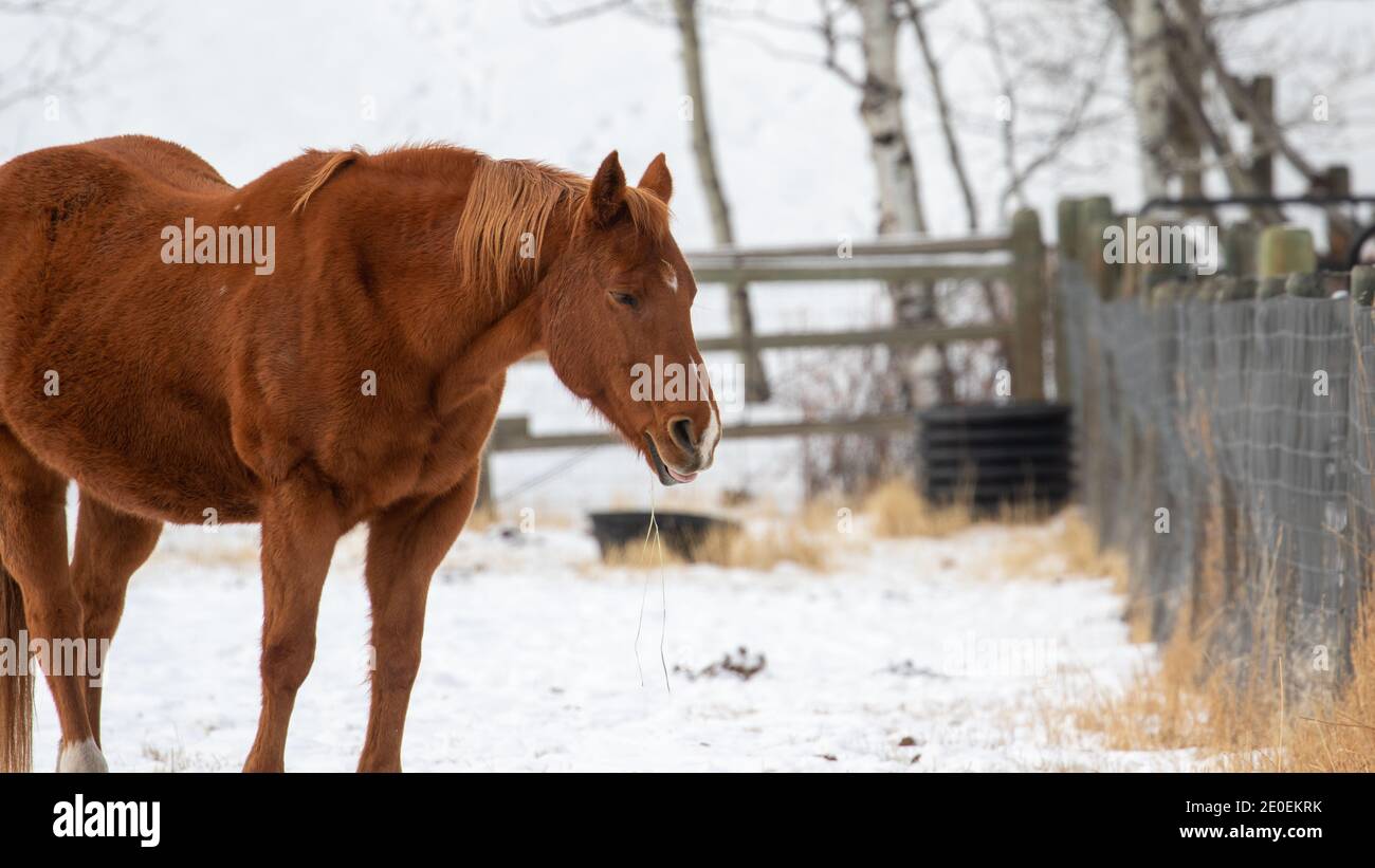 Pferde im Schnee Stockfoto
