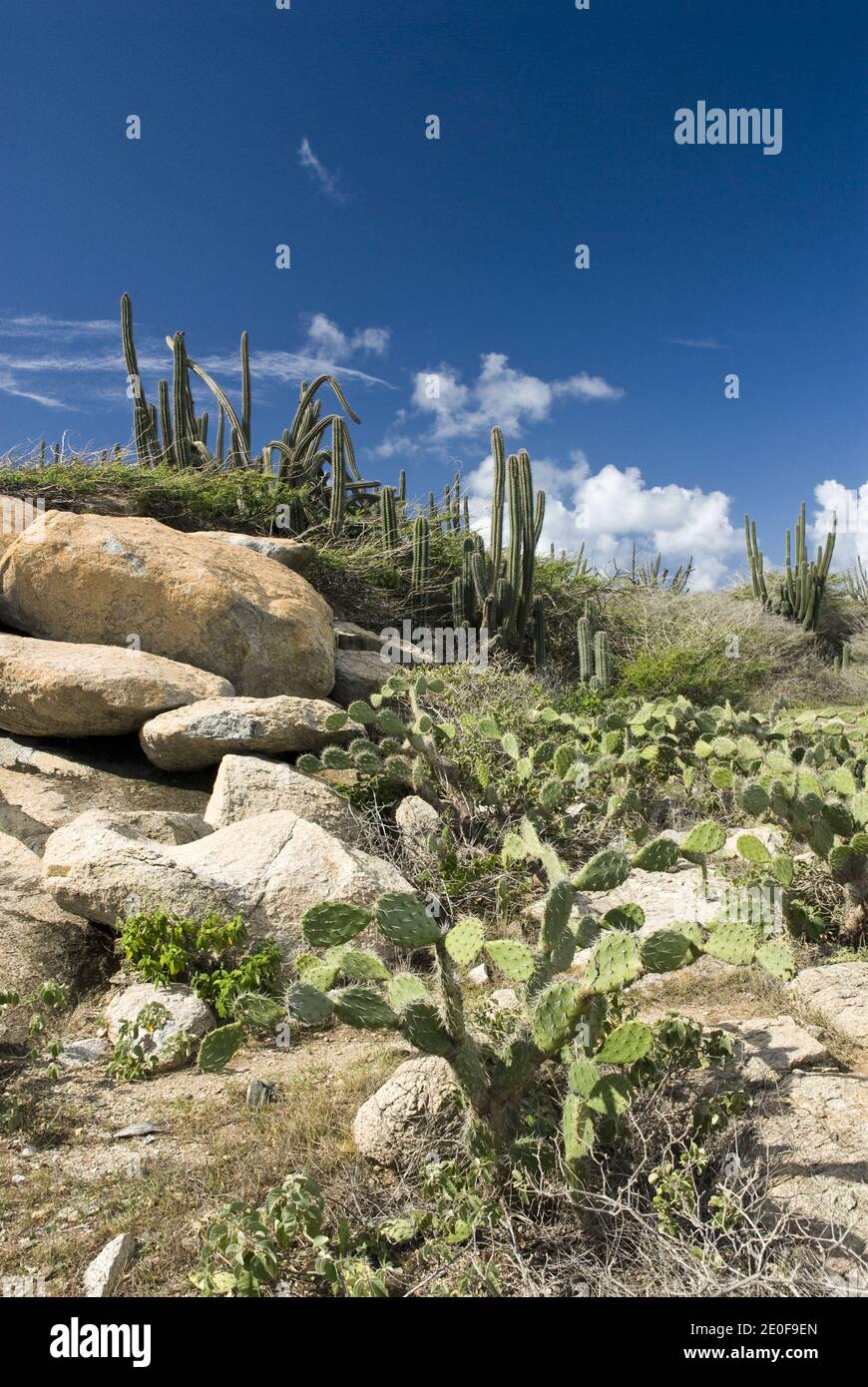 Kakteen wachsen in der trockenen Landschaft nahe der Alto Vista Chapel, nordöstlich von Noord, Aruba. Stockfoto