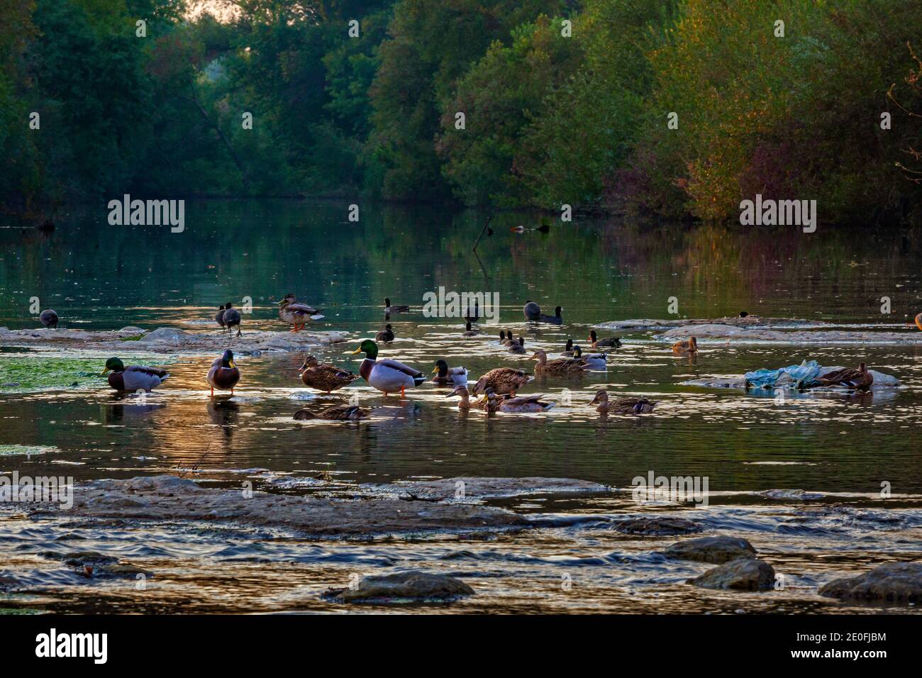 Der Los Angeles River im Sepulveda Basin Recreation Area, Los Angeles, Kalifornien, USA Stockfoto