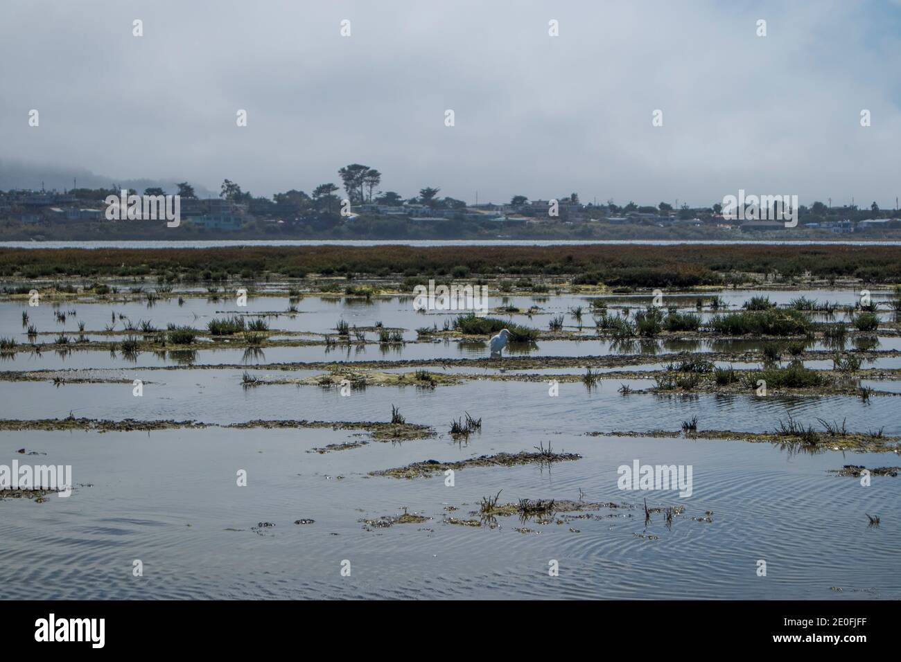 Vögel strömen in den Feuchtgebieten um Morro Bay, San Luis Obispo, Kalifornien, USA Stockfoto