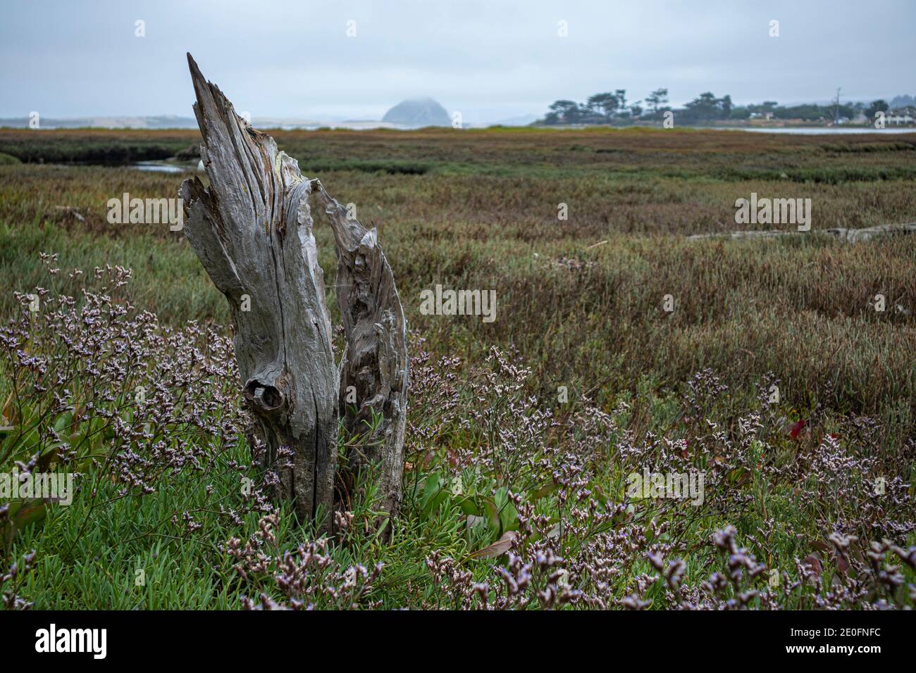 Dead Treet Stump in Sweet Springs Nature Preserve, Baywood Park, San Luis Obispo County, California, USA Stockfoto