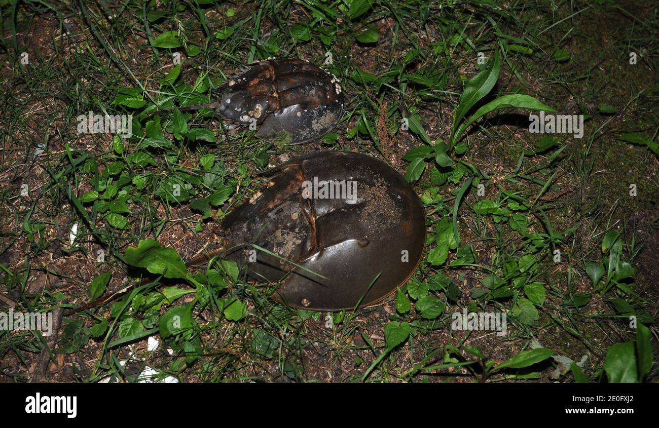 Nacht der Horseshoe Krabben. Hufeisenkrebse ähneln Krebstieren, gehören aber zu einem separaten Subphylum, Chelicerata, und sind daher näher mit Arachniden wie Spinnen und Skorpionen verwandt. Die frühesten Hufeisenkrabben-Fossilien sind in Schichten aus der späten Ordovizium-Zeit vor etwa 450 Millionen Jahren gefunden. Am 3. juni 2012 kam die Hufeisenkrabbe aus dem Meer, um ihre Eier in den Sand im Marshlands Park, Rye, NY, zu legen. Foto von JMP/ABACAPRESS.COM Stockfoto