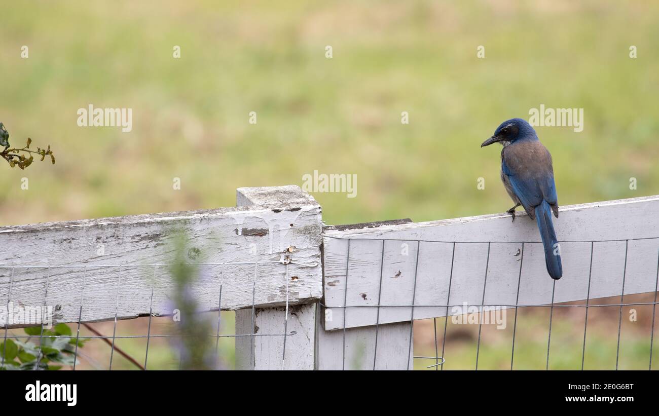 Vögel Natur Wildtiere Stockfoto