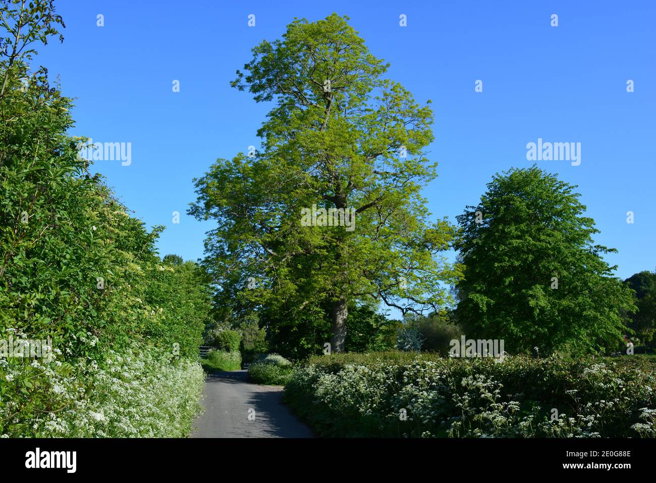 Üppig grüne Bäume, Hecken und schmale Gasse im Frühsommer, Poyntington, Sherborne, Dorset England Stockfoto