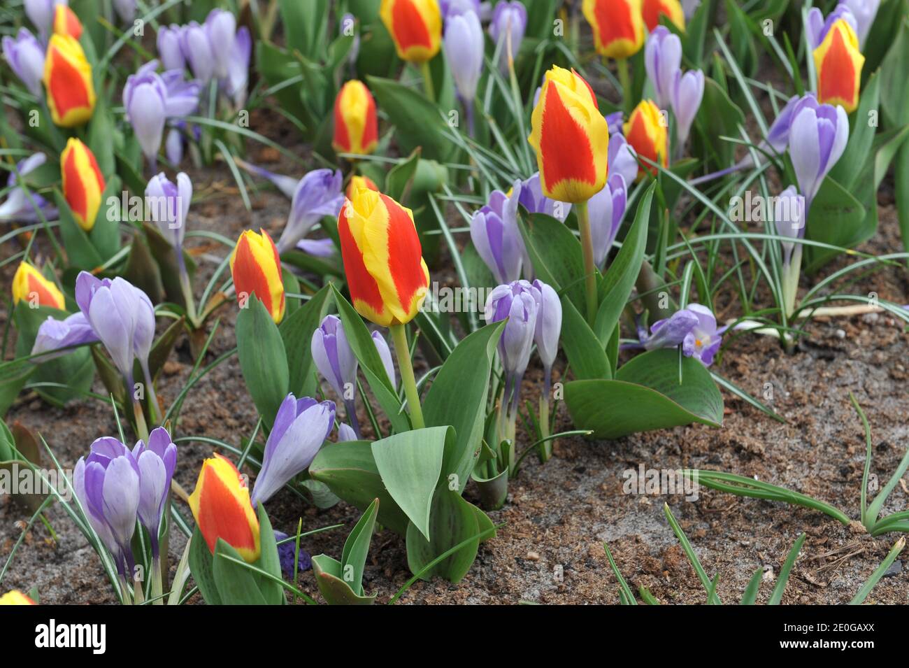 Tulpe kaufmanniana stresa Fotos und Bildmaterial in hoher Auflösung
