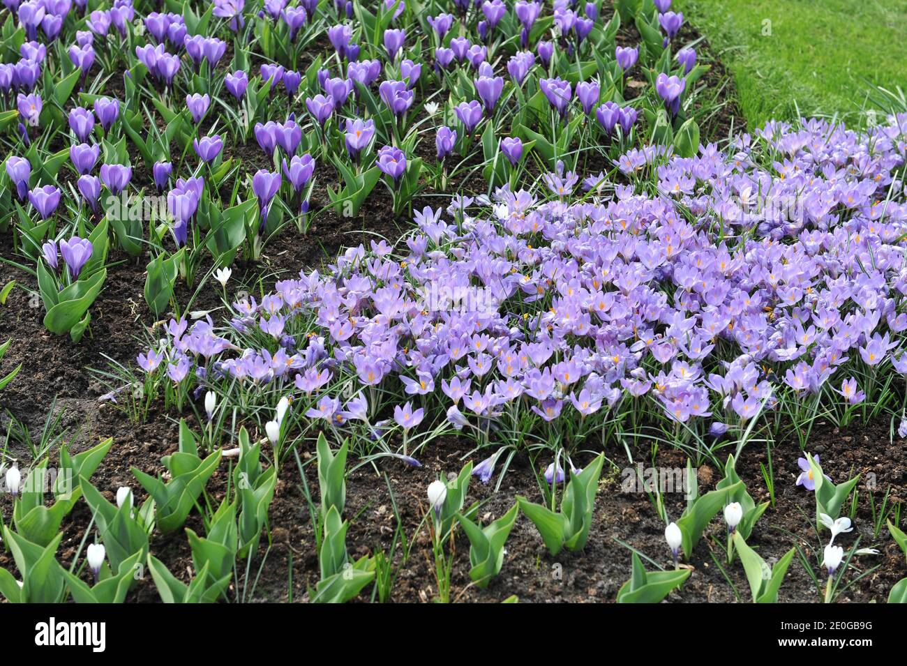 Violetter Krokus Zwanenburg Bronze blüht im April im Garten Stockfoto