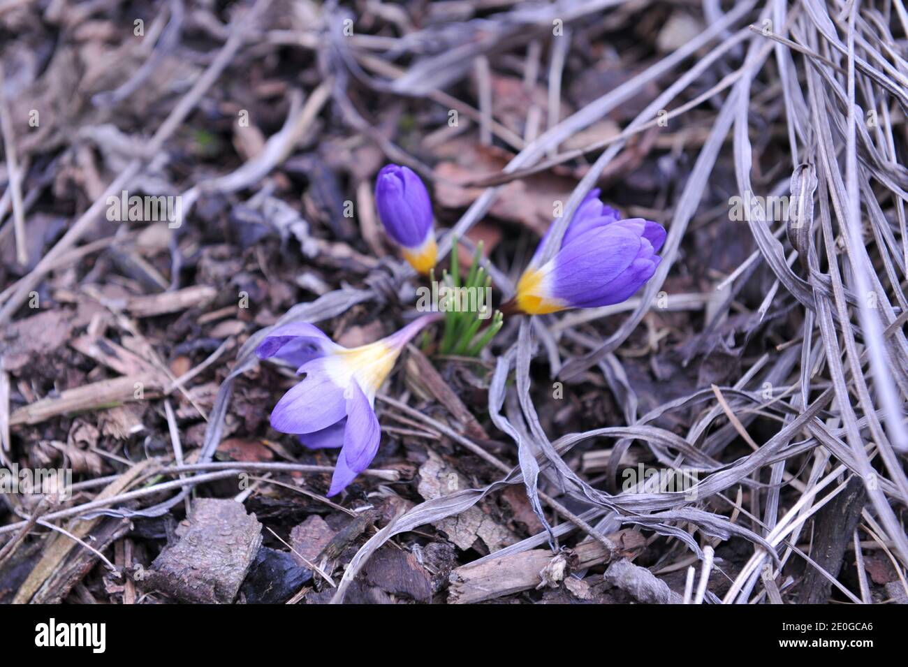 Violett-gelber Crocus sublimis Tricolor blüht im März in einem Garten Stockfoto