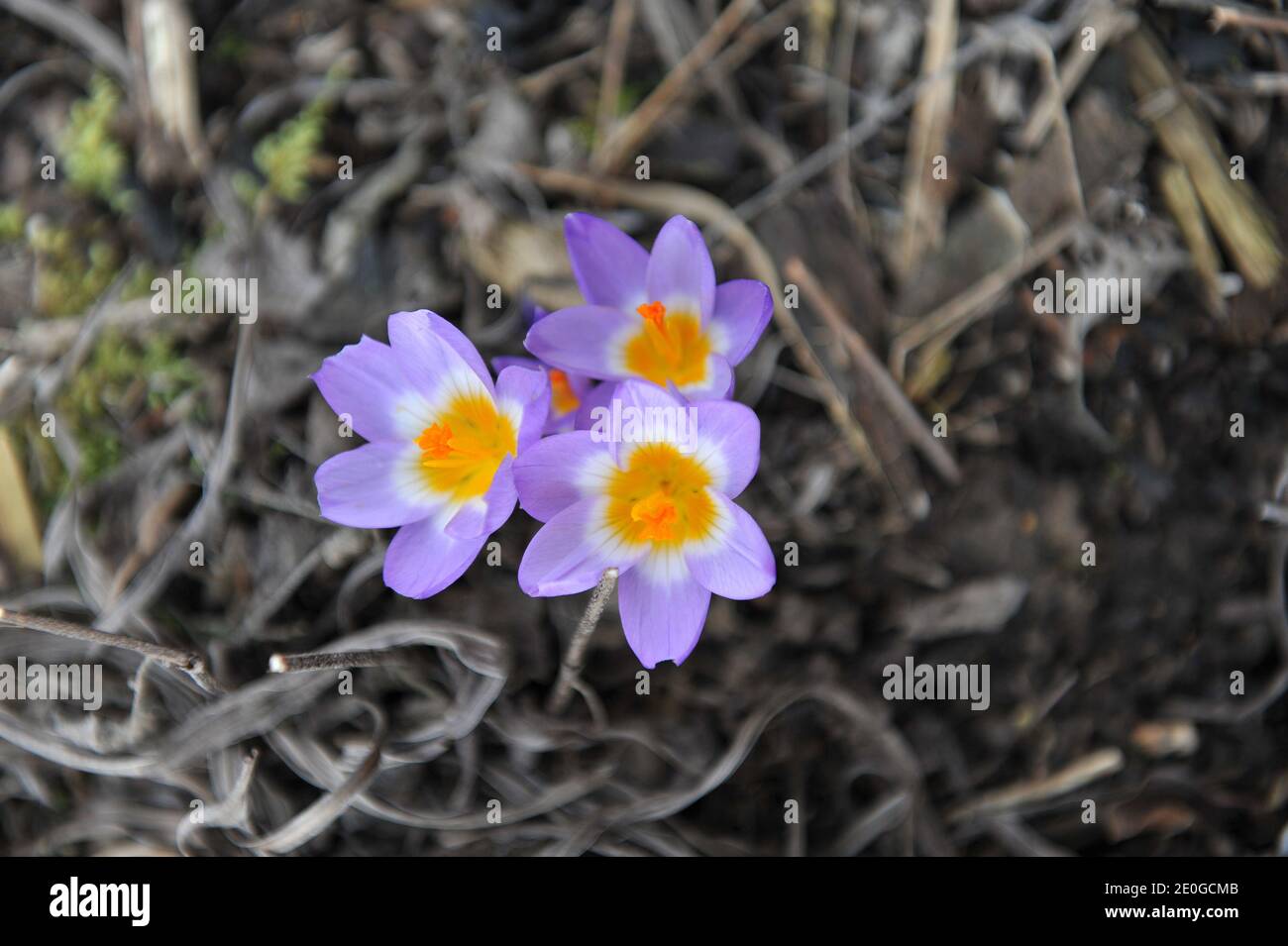 Violett-gelber Crocus sublimis Tricolor blüht im März in einem Garten Stockfoto