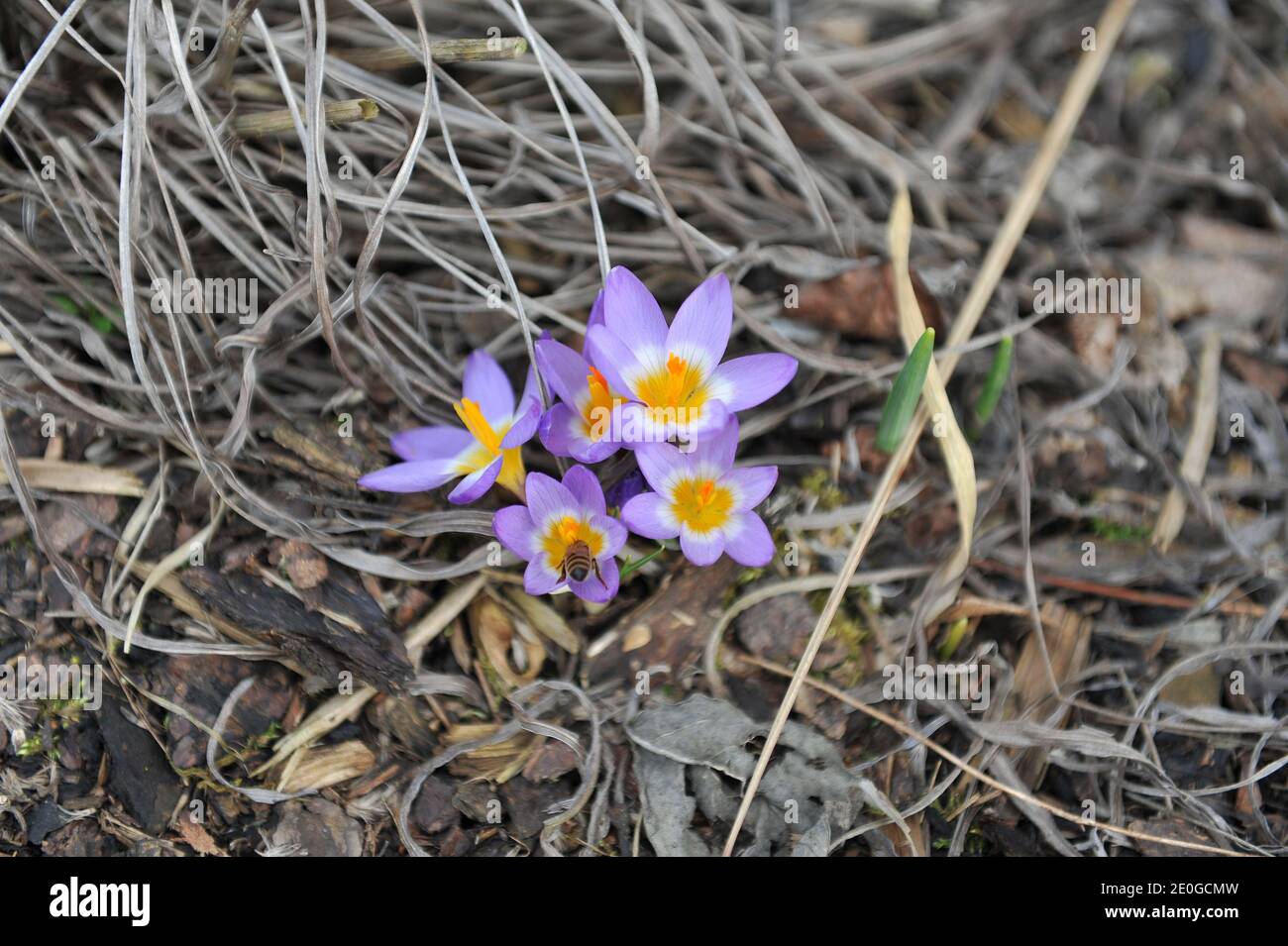 Violett-gelber Crocus sublimis Tricolor blüht im März in einem Garten Stockfoto