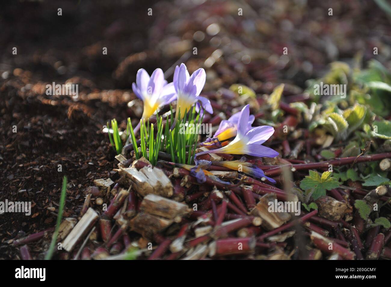 Violett-gelber Crocus sublimis Tricolor blüht im März in einem Garten Stockfoto