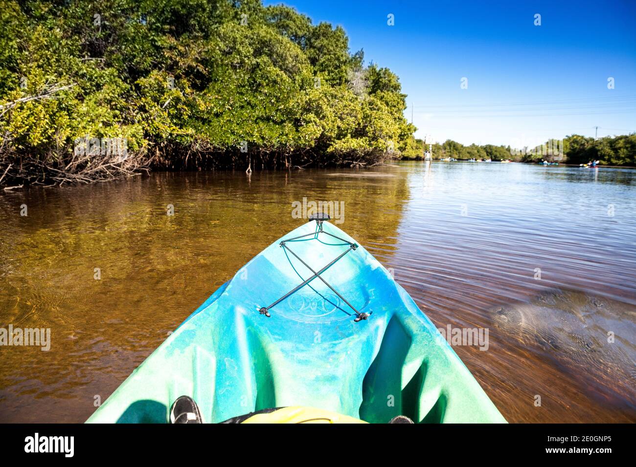 Westindischer Seekühe Trichechus manatus Schwimmen Sie im Orange River in der Nähe eines Kajaks in Fort Myers, Florida. Stockfoto