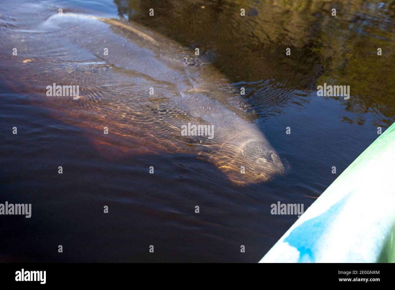 Westindischer Seekühe Trichechus manatus Schwimmen Sie im Orange River in der Nähe eines Kajaks in Fort Myers, Florida. Stockfoto