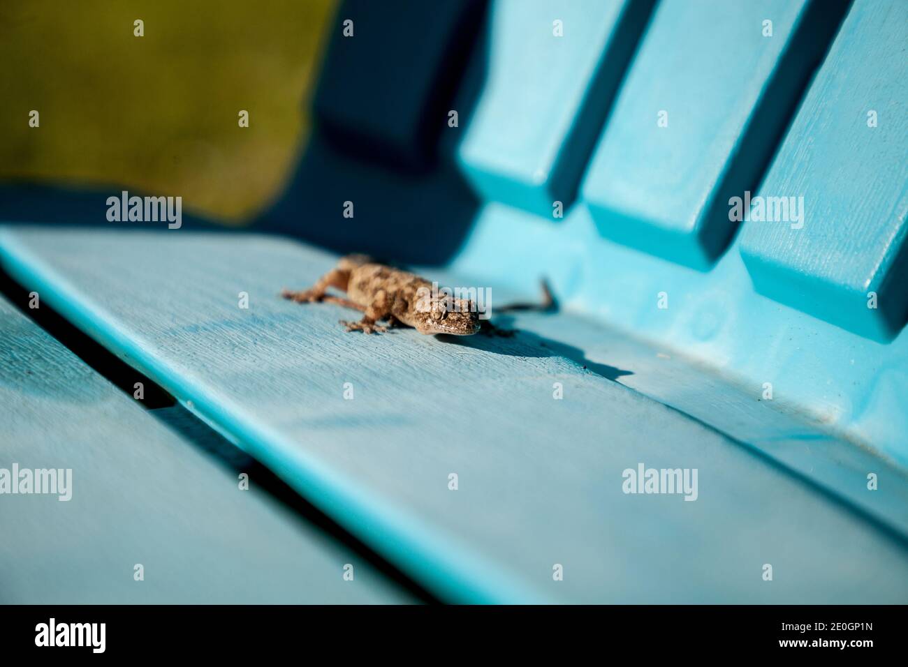 Der Erwachsene mediterrane Hausgecko Hemidactylus turcicus sonnt sich auf einem aquablauen Stuhl in Naples, Florida. Stockfoto