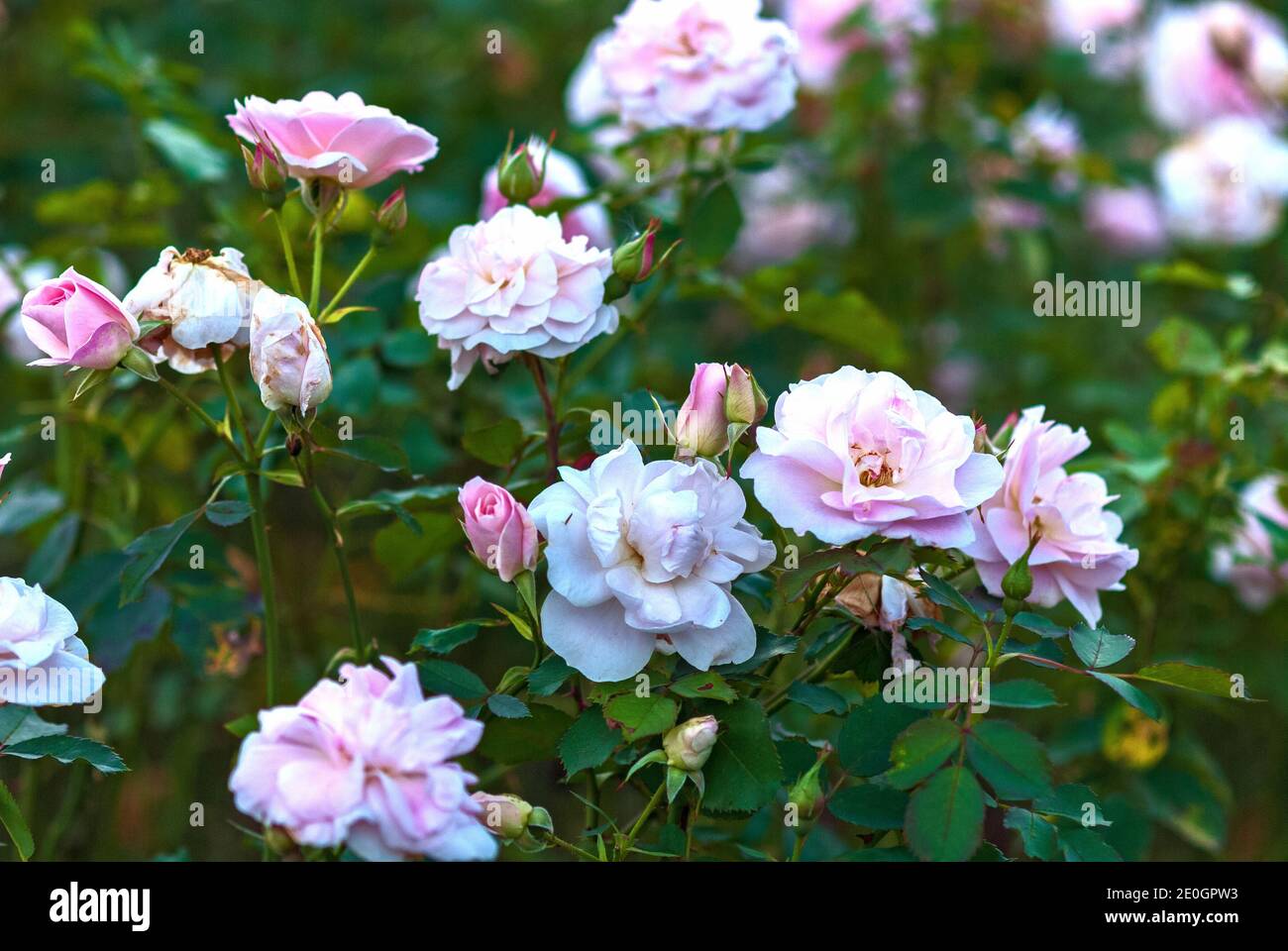 Hellrosa Gartenstrauch Rosen in Blüte. Morden Blush Rasse von Marshall Stockfoto