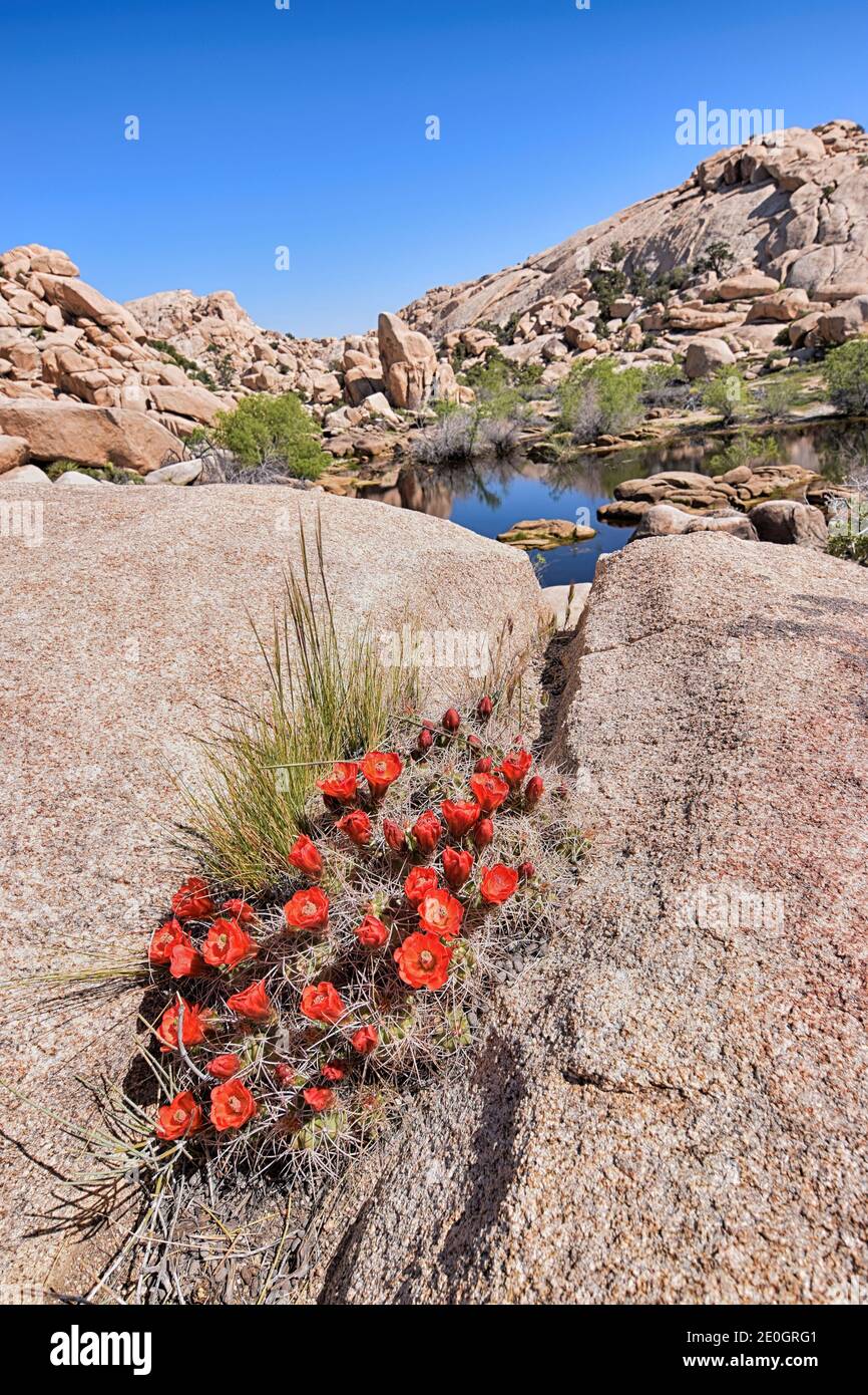 Barker Dam Wildblumen in der Wüste Stockfoto