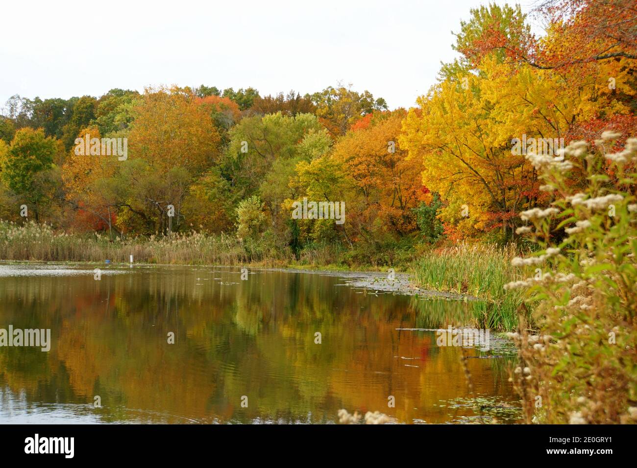 Ein heller schöner Tag mit Spiegelung der Herbstfärbung am Folley Pond nahe Banning Park, Wilmington, Delaware, U.S.A Stockfoto
