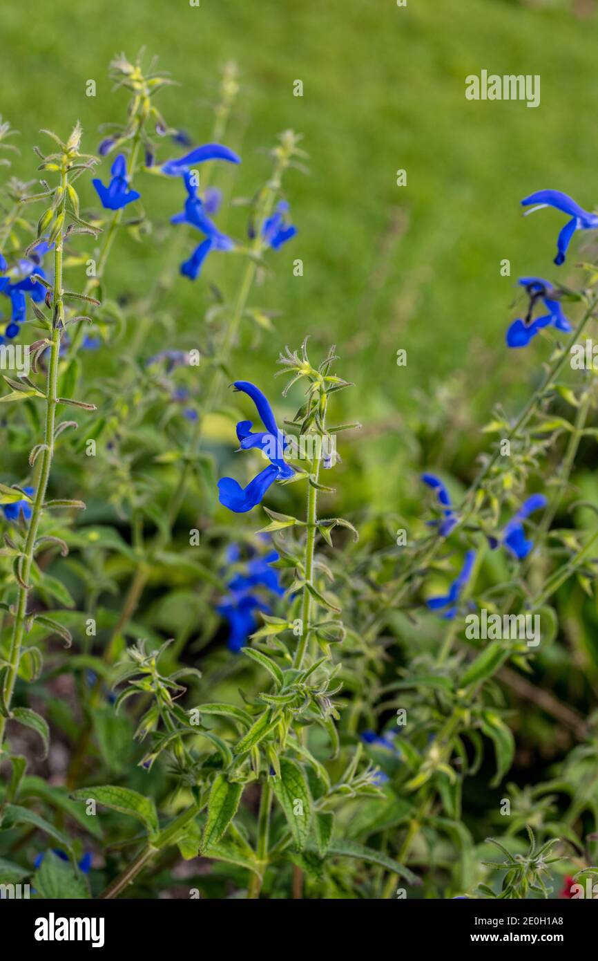 Enzian, Blåsalvia Salbei (Salvia patens) Stockfoto