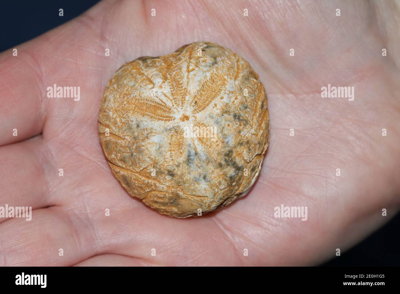 Ein fossiler Stein Seeigel, der auf der Handfläche gehalten wird. Stockfoto