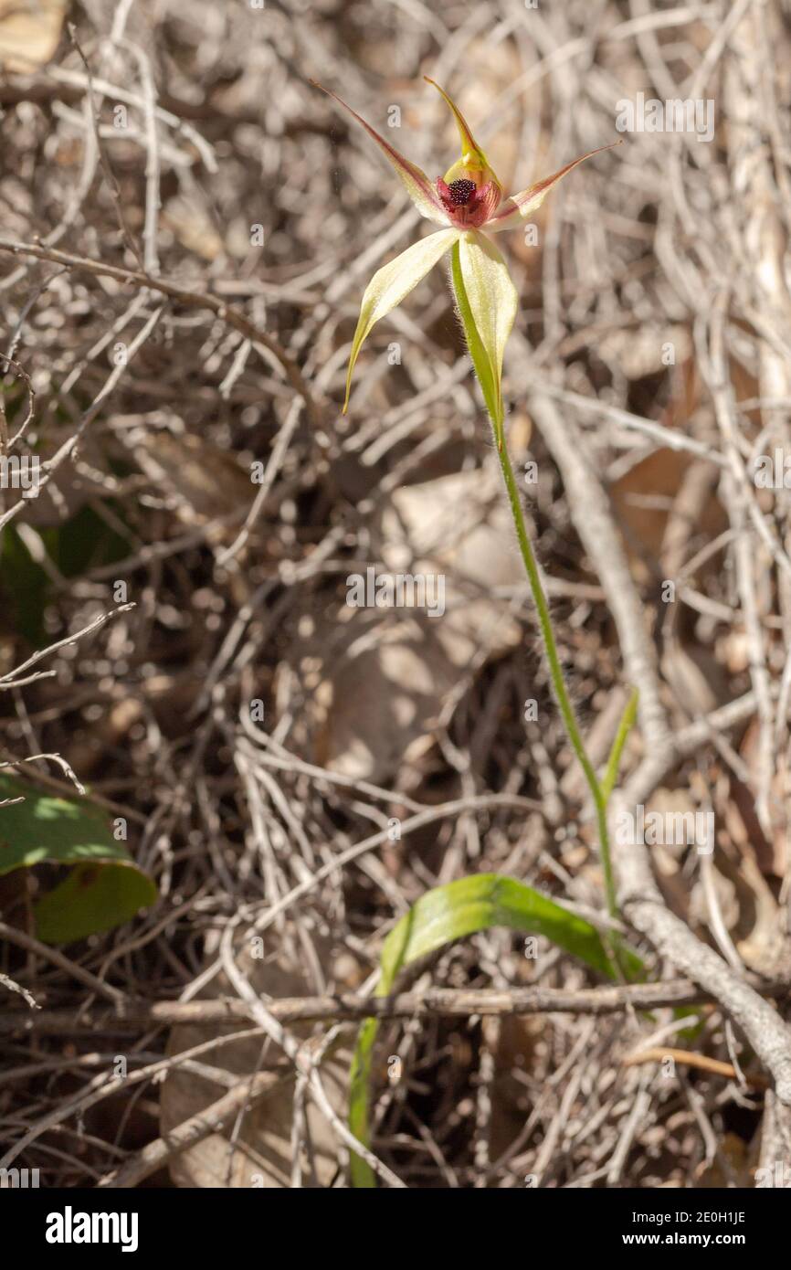 Eine Pflanze der springenden Spinnenorchidee (Caladenia macrostylis) In natürlichem Lebensraum in der Nähe von Nannup in Westaustralien Stockfoto