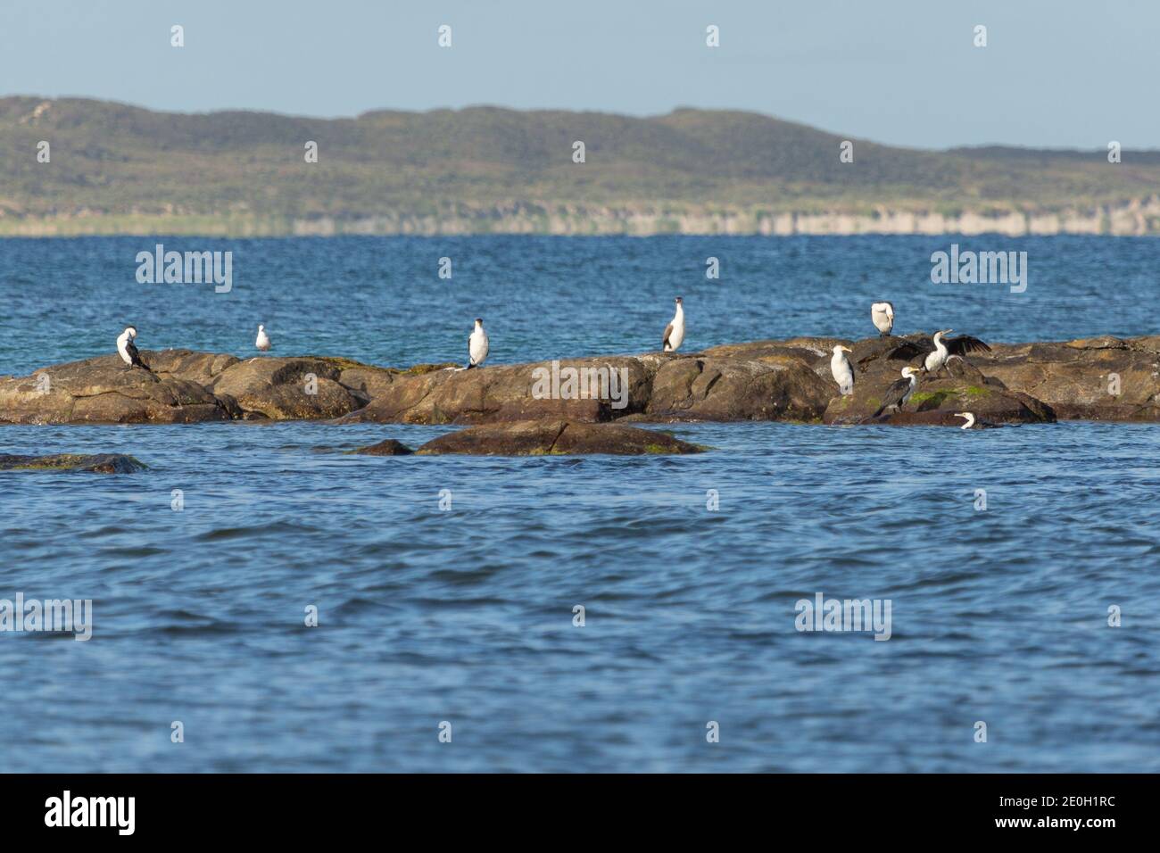 Seevögel auf einer kleinen Sandbank am Strand in Augusta im Südwesten von Western Australia Stockfoto