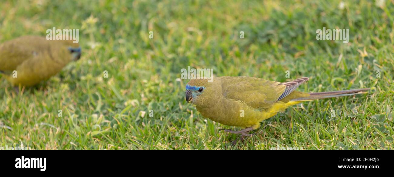 Steinpapagei (Neophema petrophila) Am Kap Leeuwin südlich von Augusta in Westaustralien Stockfoto