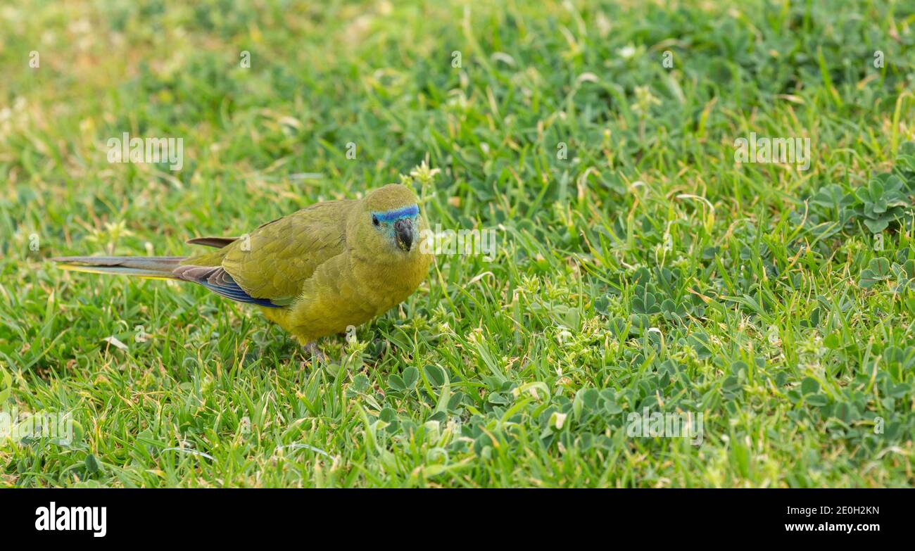 Steinpapagei (Neophema petrophila) Am Kap Leeuwin südlich von Augusta in Westaustralien Stockfoto