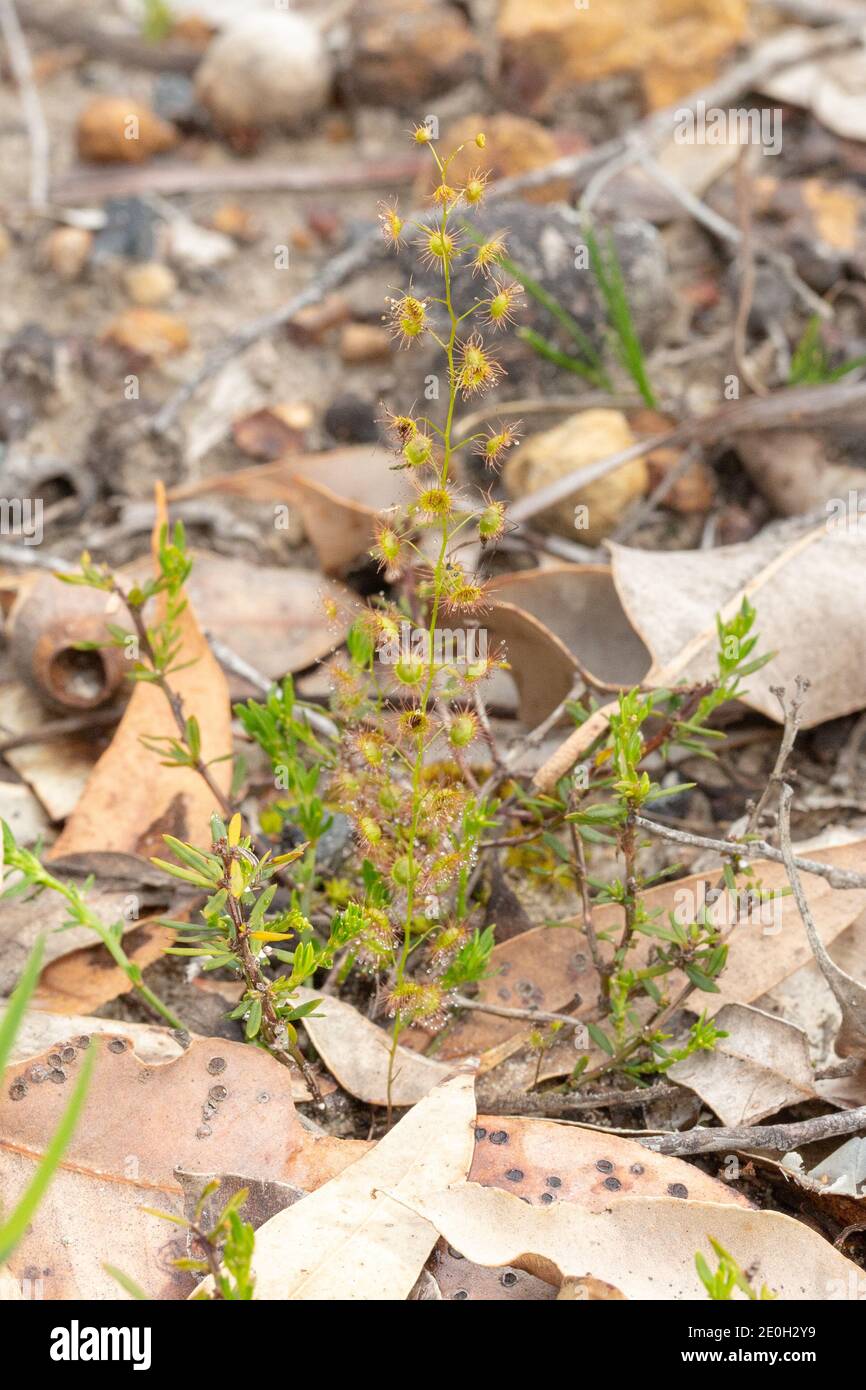 Drosera marchantii, eine aufrecht wachsende fleischfressende Pflanze, nordöstlich von Augusta im Südwesten Australiens gesehen, Blick von der Seite Stockfoto
