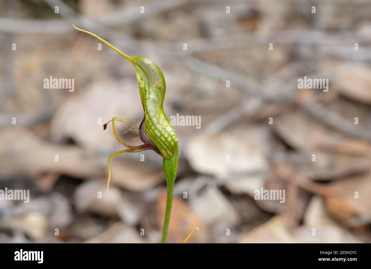 Die grüne Blüte der endemischen Western Bearded Greenhood Orchidee (Pterostylis barbata) nordöstlich von August in South Western Australia gesehen Stockfoto