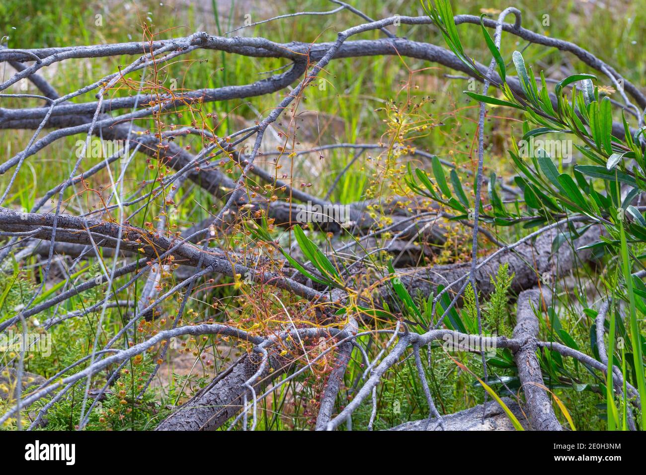 Der scambling Sundaw Drosera macrantha nördlich von Harvey in gesehen Westaustralien Stockfoto