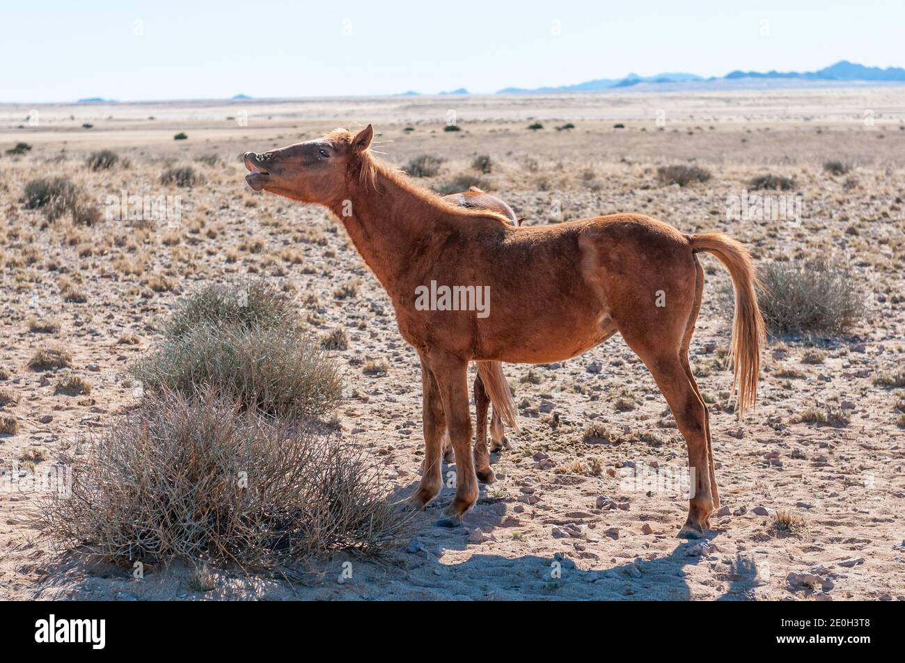 Ein wildes Pferd der Namib wiehering. Foto aufgenommen in Garub Stockfoto