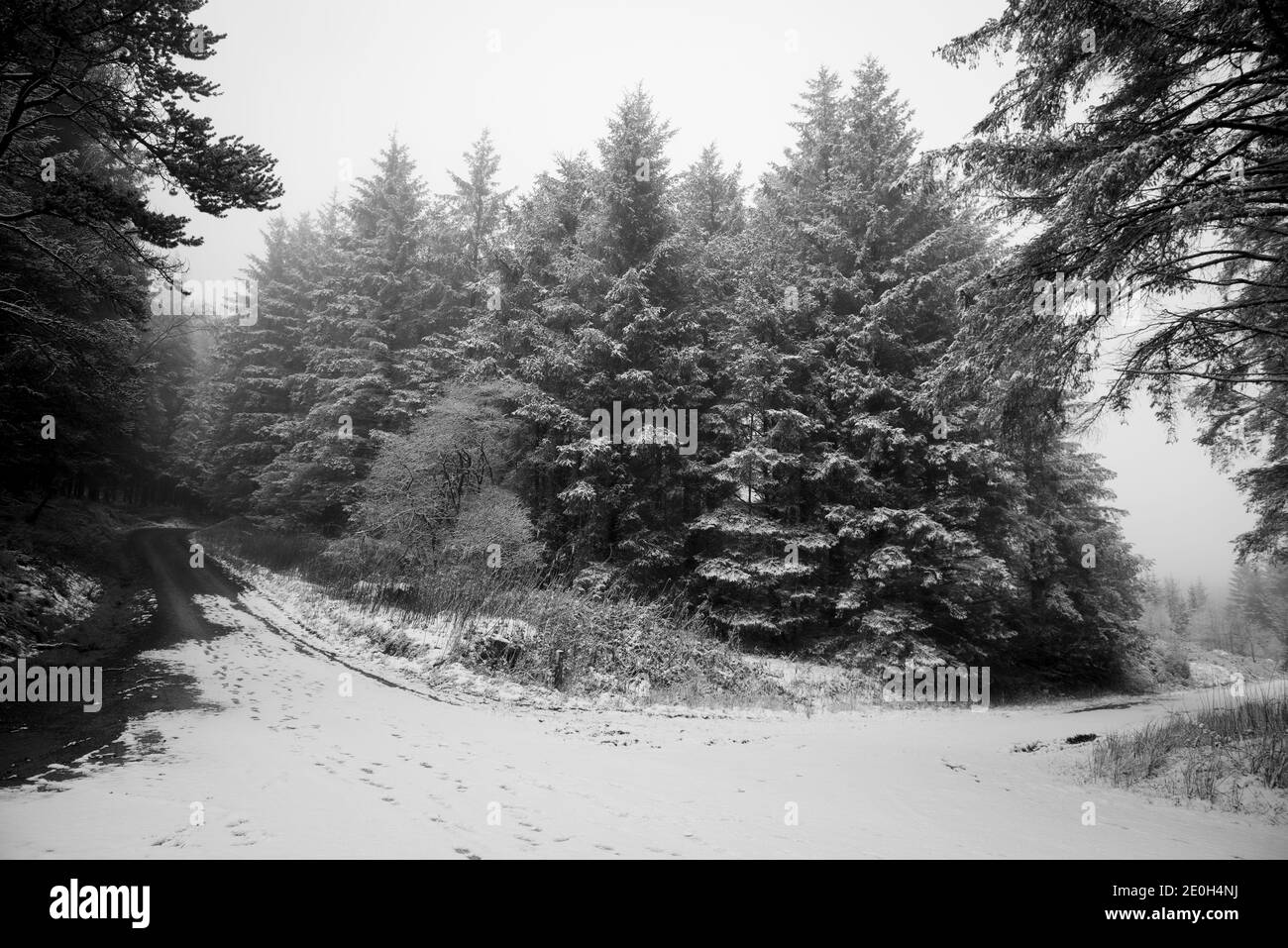 Schneebedeckte Pines im Hafod Estate, Mid Wales. Das Kambrium erlebte am Silvesterabend 2020 einen alpinen Schneefall. Stockfoto