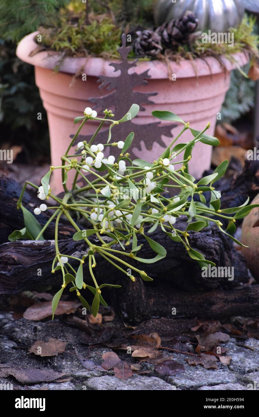 Weihnachten Outdoor-Dekoration mit Medlar Zweig Stockfoto