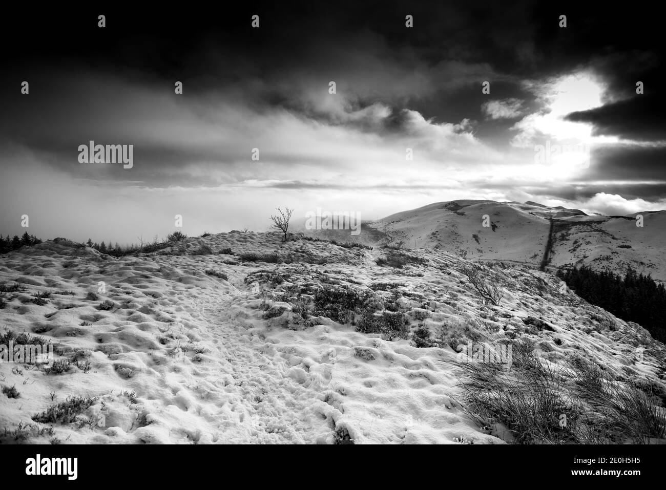 Schneebedeckte Pines im Hafod Estate, Mid Wales. Das Kambrium erlebte am Silvesterabend 2020 einen alpinen Schneefall. Stockfoto