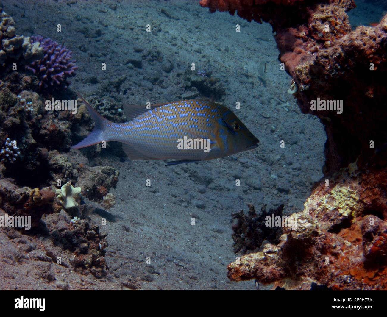 Schöne blau gepunktete Fische im roten Meer Stockfoto