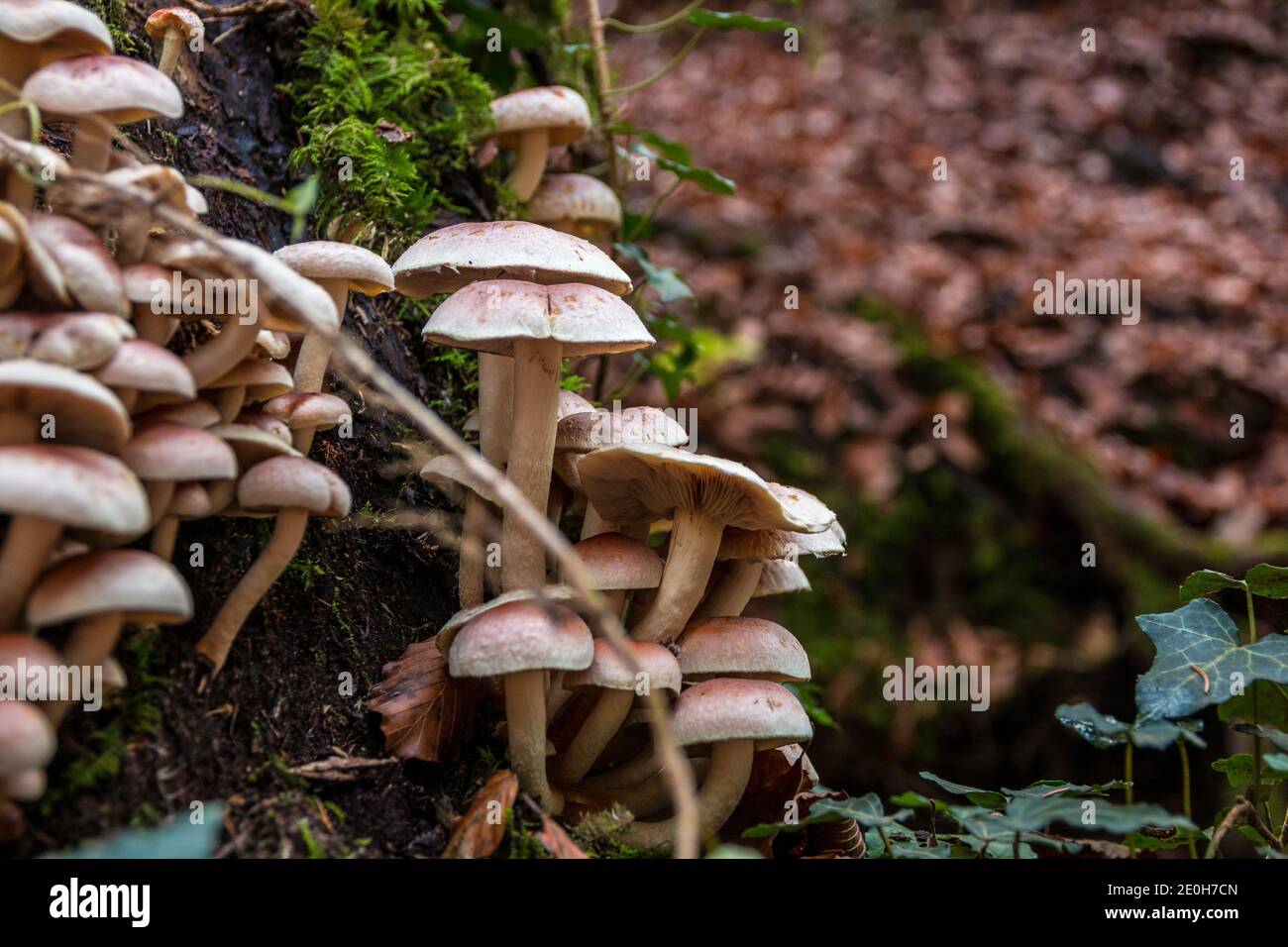 Ein Bündel Pilze auf einem alten toten Baumstamm Stockfoto