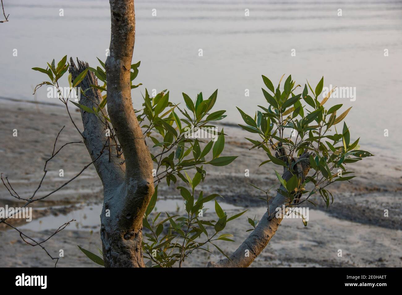 Der Sundarbans National Park ist ein großer Mangrovenwald an der Küste, der von Indien und Bangladesch geteilt wird Stockfoto