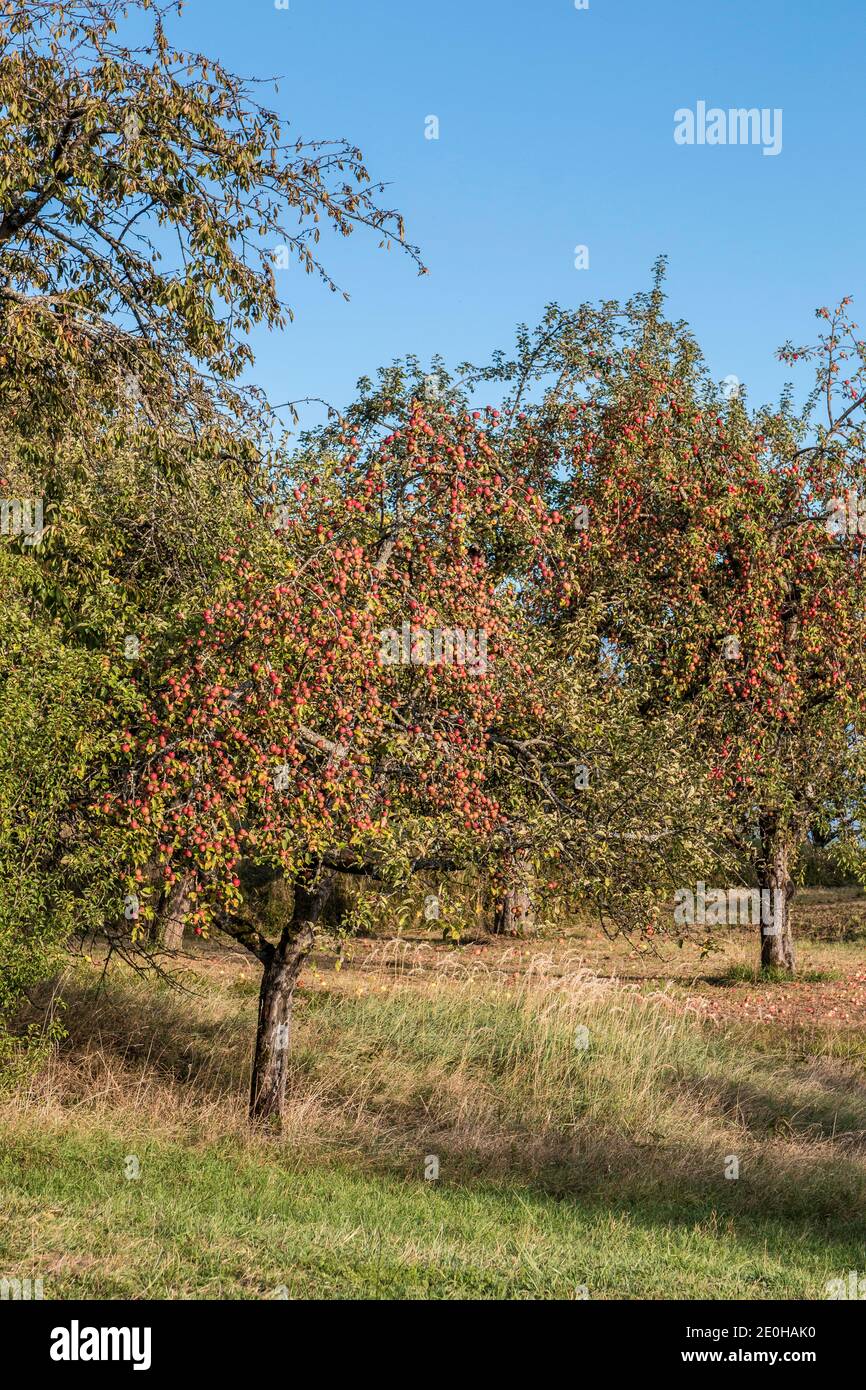 Apfelbäume mit roten Äpfeln auf dem grünen Feld Stockfoto