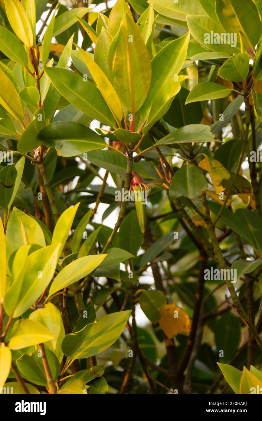 Bruguiera ist eine Pflanzengattung aus der Familie der Rhizophoraceae. Es ist eine kleine Gattung von fünf Mangrovenarten und drei Hybriden des indischen und westlichen Pazifik Stockfoto
