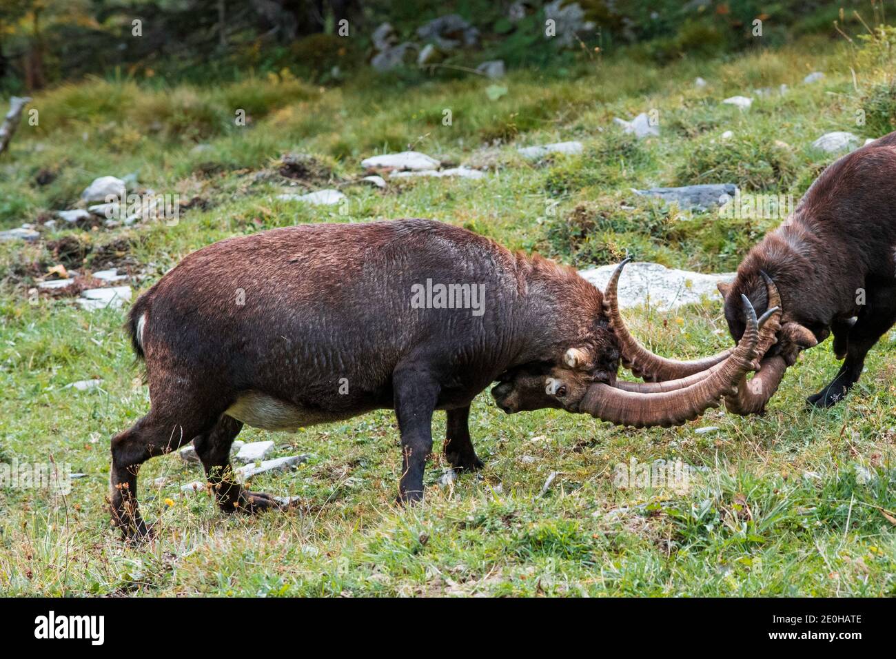 Kämpfender Steinbock im Lauterbrunnental bei Lauterbrunnen(Schweiz) Stockfoto