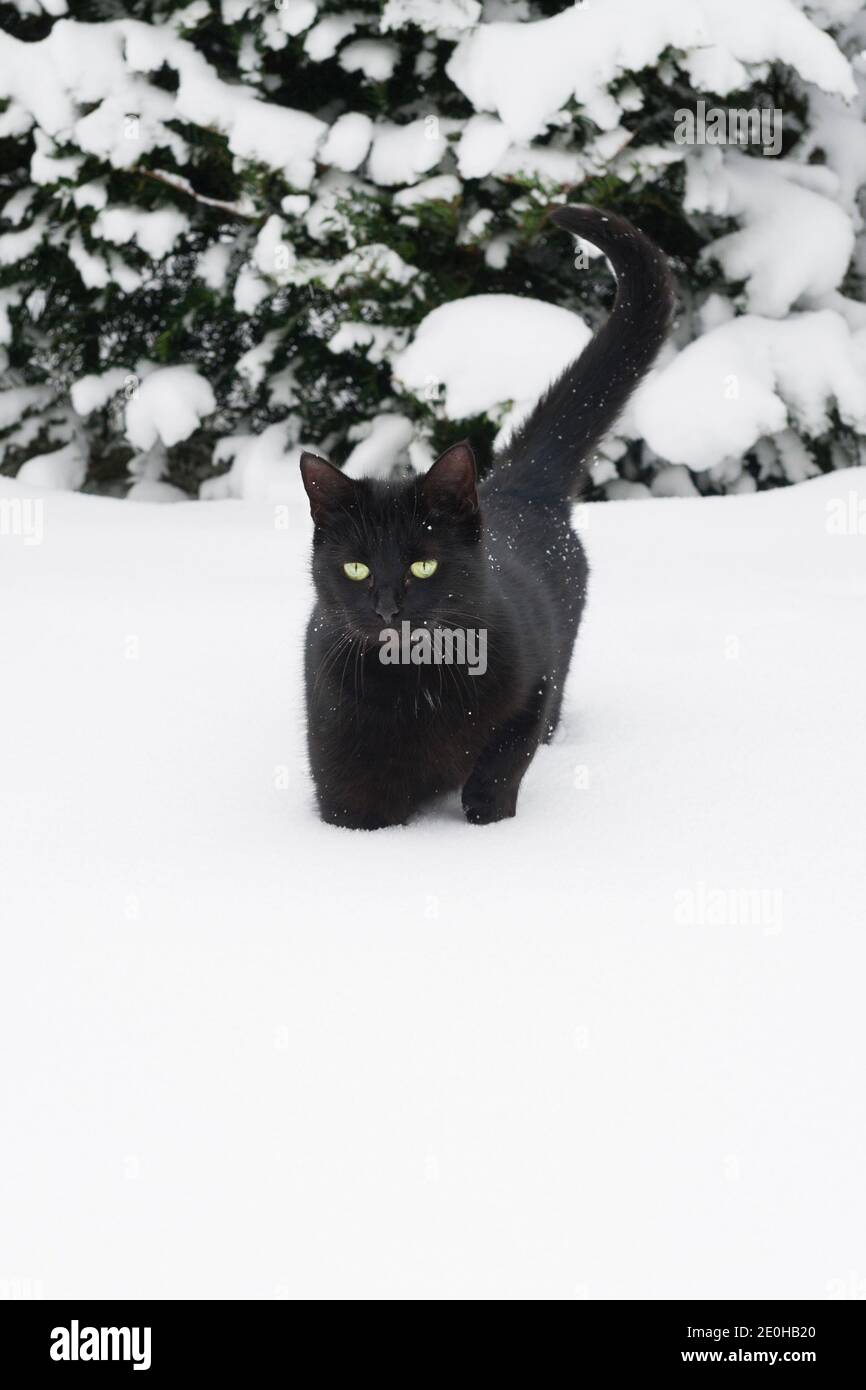 Eine schwarze Katze mit grünen Augen, die im Winter durch tiefen Schnee geht (UK) Stockfoto