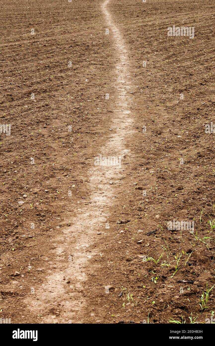 Eine „Desire Line“, ein Pfad, der von Spaziergängern über ein kürzlich bebautes Feld als kürzester Weg zu einem Tor getragen wird (UK) Stockfoto