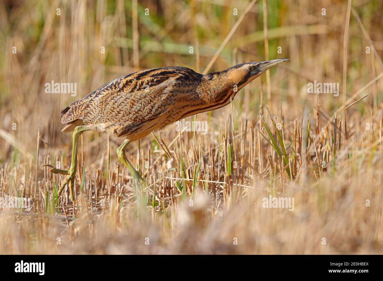 Ein erwachsener Eurasischer Bitterer oder großer Bitterer (Botaurus stellaris) im Winter in einem Schilfbett in Suffolk, Großbritannien Stockfoto