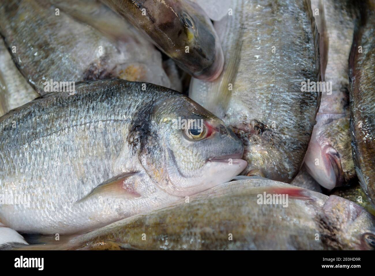 Goldbrasse Dorado Sparus aurata. Fischmarkt in Israel. Frische Meeresfrüchte. Konzept der gesunden Ernährung. Nahaufnahme. Hintergrund Stockfoto