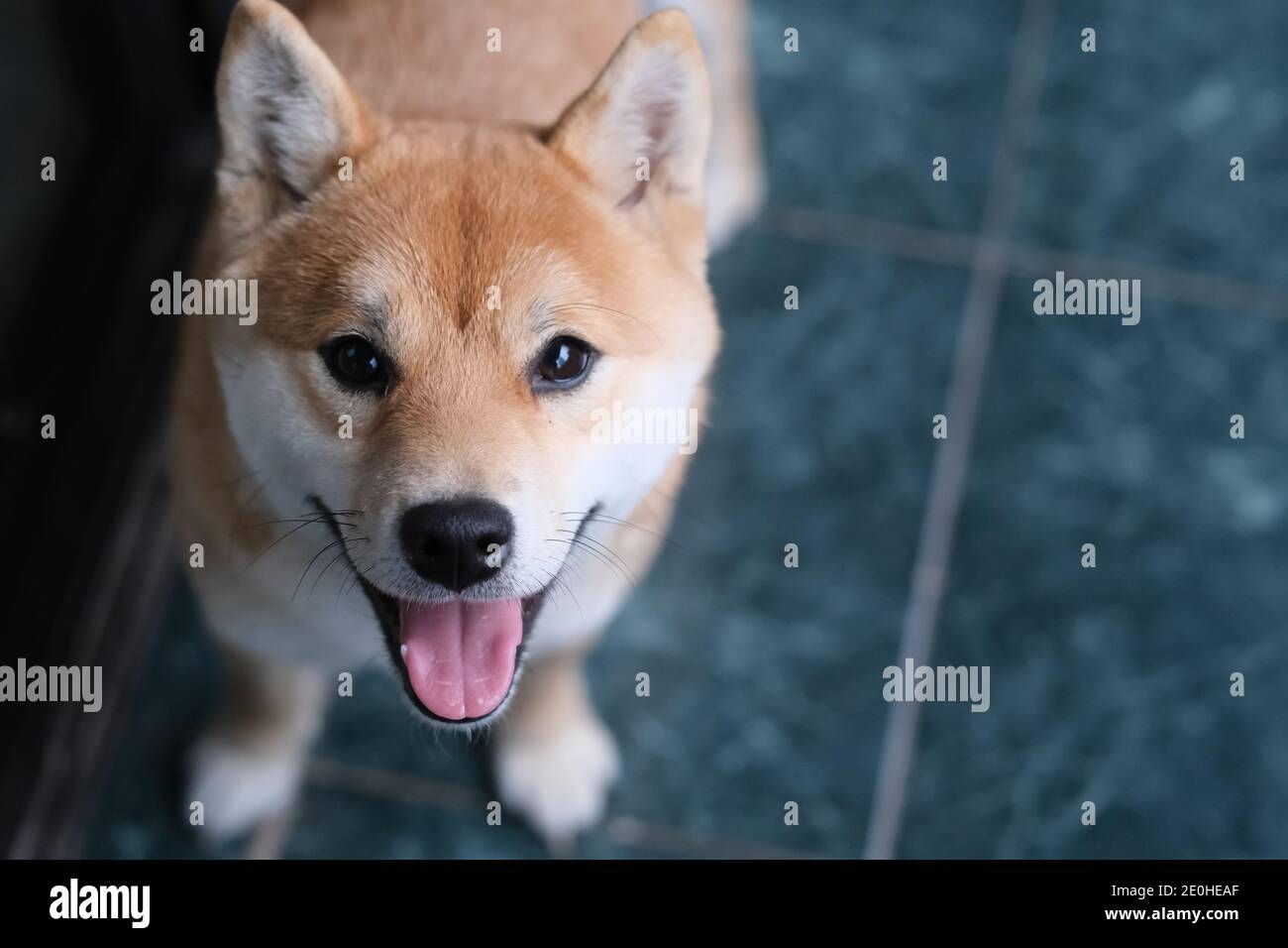 Nahaufnahme ein ruhiger Shiba Inu Hund, der die Zunge herausstreckt Und Blick auf die Kamera Stockfoto