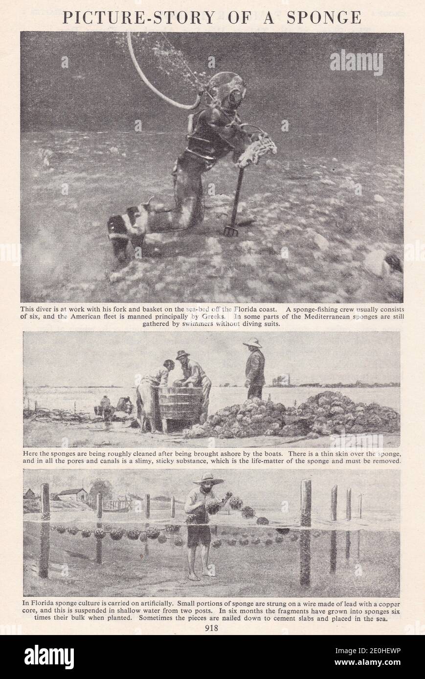 Bildergeschichte von einem Schwamm - Tauchen nach Schwämmen vor der Florida Küste, Reinigung der Schwämme und künstlich wachsenden Schwämme. Stockfoto
